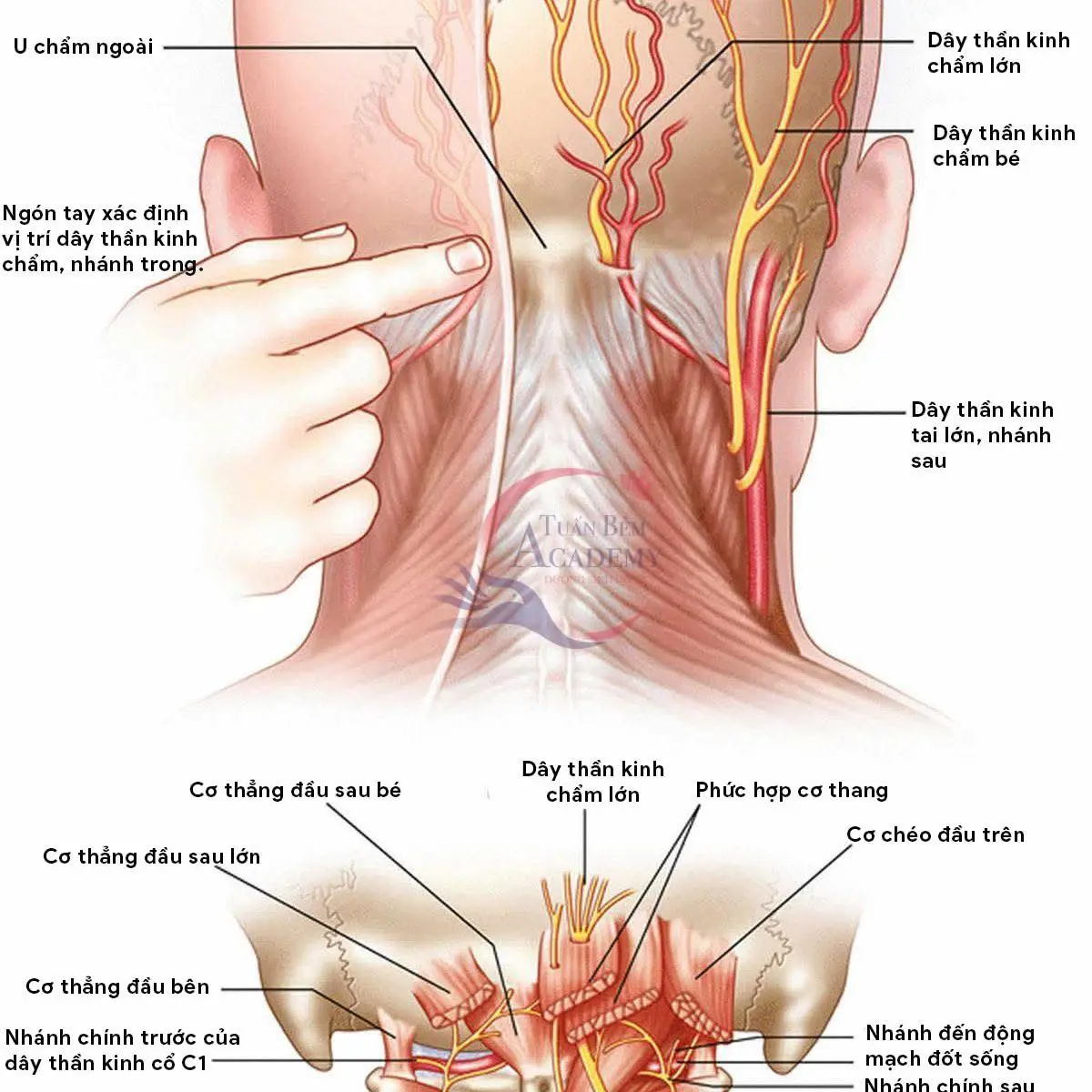 Ảnh mô tả số 2 Phạm Văn